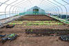 Greenhouse with Seedlings