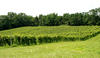 View of Winery from the Entrance