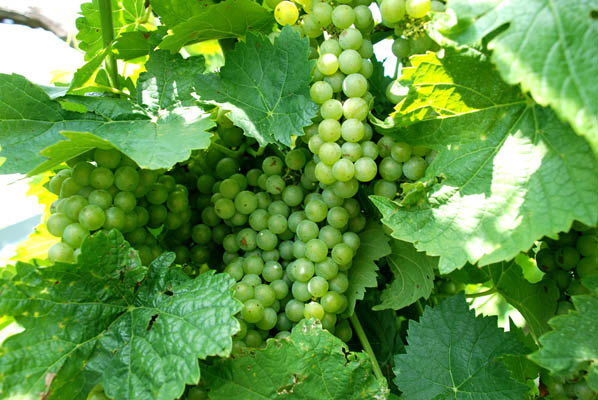 White Wine Grapes White Wine Grapes