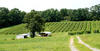 Vineyard and Buildings