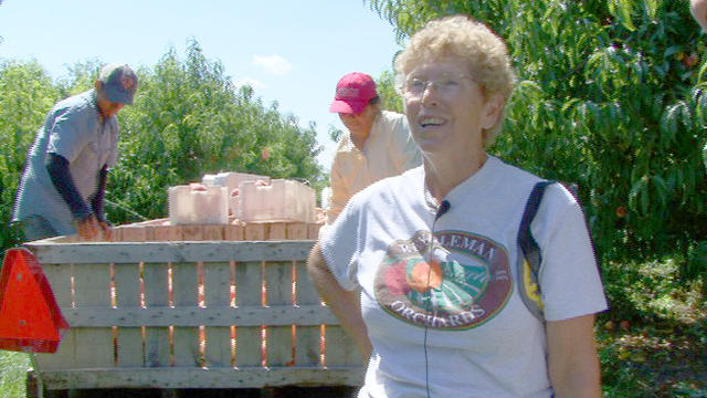 Picking and Loading Peaches