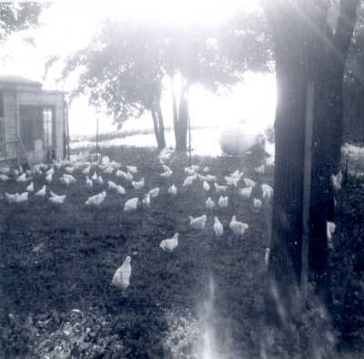 Chickens on the Stark Farm