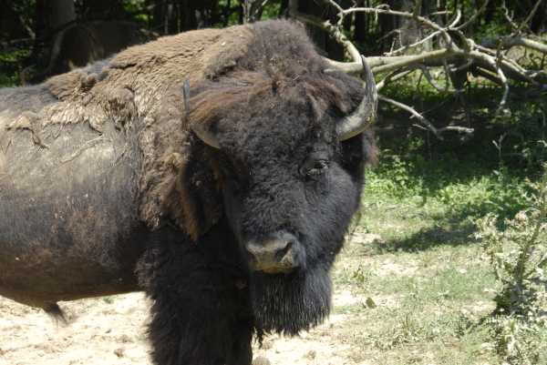 Closeup of Male Bison