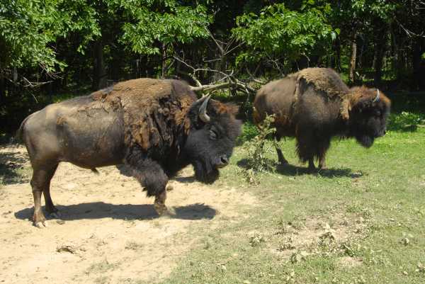 Bison Herd