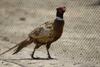 Male Pheasant