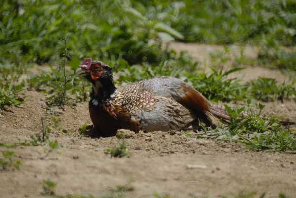 Ring-necked Pheasant at Rest