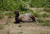 Ring-necked Pheasant at Rest