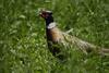 Pheasant in the Grass