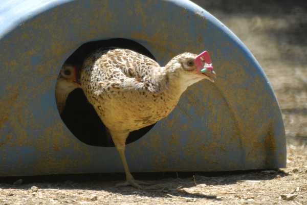 Female Pheasant in Shelter