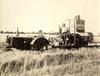 Steam-powered Tractor and Thresher, 1918