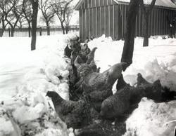 Chickens Deep in Snow: Plymouth Rock Hens