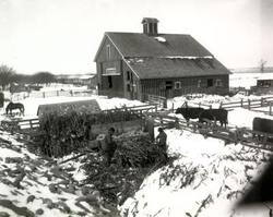 Edgar Sweet Barn: Shucking Shock Corn for Fodder