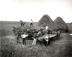 Ralph, Herschel, and Cullen Harvesting Oats