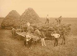 Haying on Sweet Farm, 1895